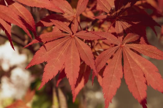 A Close up of acer palmatum bonsai with its distinctive red leaves