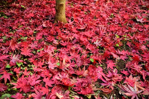 Closeup of Japanese maple leaves with classic fall colors falling to the ground.