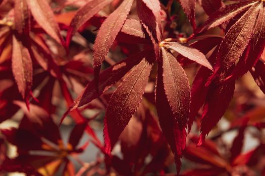 A Close up of acer palmatum bonsai with its distinctive red leaves