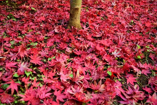 Closeup of Japanese maple leaves with classic fall colors falling to the ground.