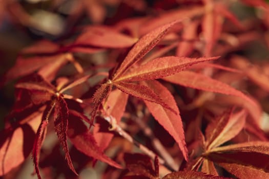 A Close up of acer palmatum bonsai with its distinctive red leaves