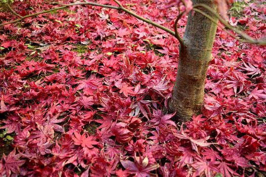 Closeup of Japanese maple leaves with classic fall colors falling to the ground.