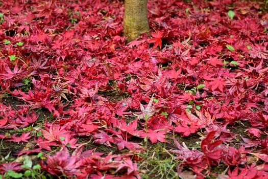 Closeup of Japanese maple leaves with classic fall colors falling to the ground.