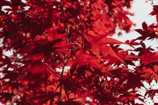 A Close up of Japanese palmate maple with its distinctive red leaves during the spring season.
