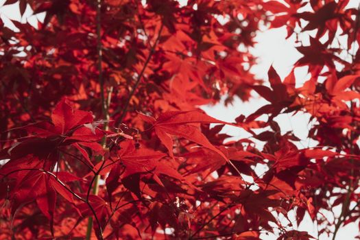 A Close up of Japanese palmate maple with its distinctive red leaves during the spring season.