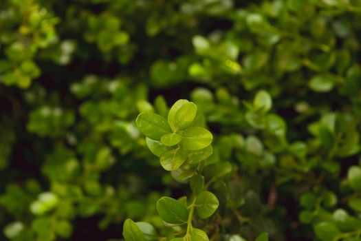 A close-up of a thriving buxus rotundifolia plant during the growing season