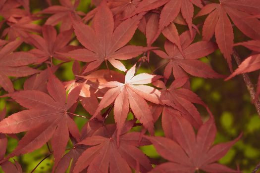 A Close up of Japanese palmate maple with its distinctive red leaves during the spring season.