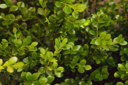 A close-up of a thriving buxus rotundifolia plant during the growing season