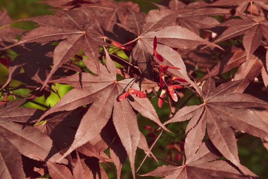 A Close up of Japanese palmate maple with its distinctive red leaves during the spring season.