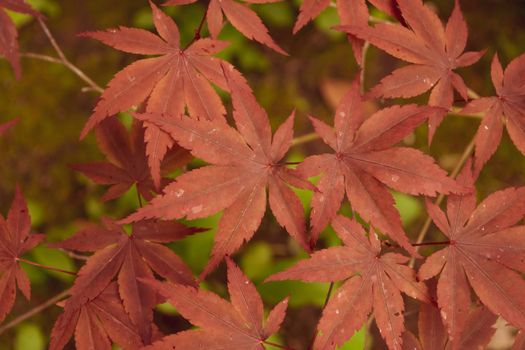 A Close up of Japanese palmate maple with its distinctive red leaves during the spring season.