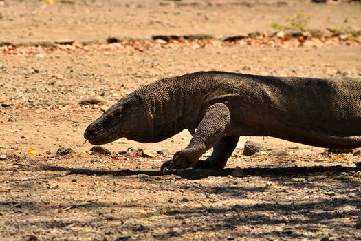 Closeup of a komodo dragon in Komodo National Park, Indonesia