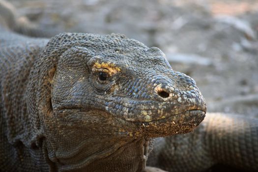 Closeup of a komodo dragon in Komodo National Park, Indonesia