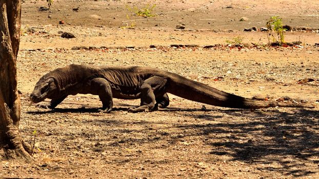 Closeup of a komodo dragon in Komodo National Park, Indonesia