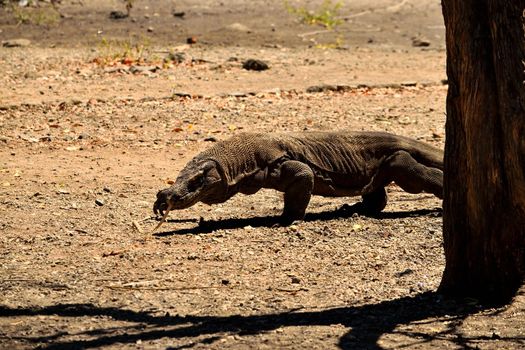 Closeup of a komodo dragon in Komodo National Park, Indonesia