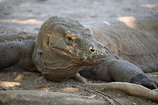 Closeup of a komodo dragon in Komodo National Park, Indonesia