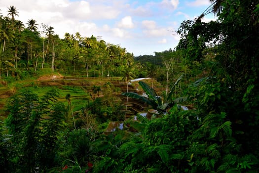 View of the beautiful terraced rice fields of Tegallalang, Bali