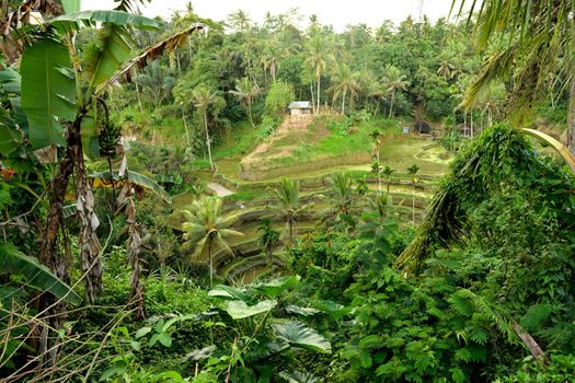 View of the beautiful terraced rice fields of Tegallalang, Bali