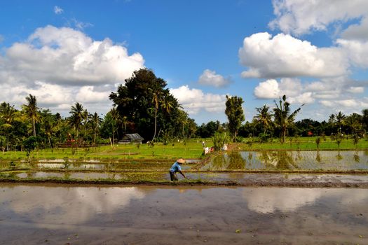 Amazing view of the beautiful terraced rice fields, Bali