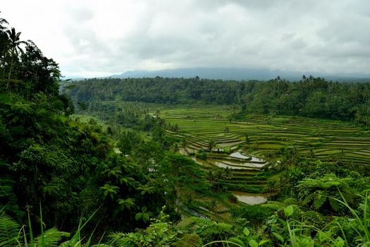 Amazing view of the beautiful terraced rice fields, Bali