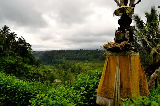 Amazing view of the beautiful terraced rice fields, Bali