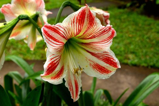 Closeup of a beautiful tropical flower in Bali, Indonesia