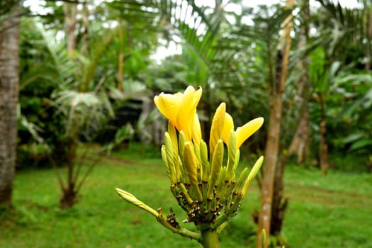 Closeup of a beautiful tropical flower in Bali, Indonesia