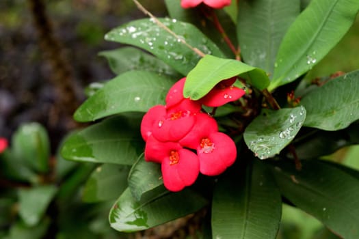 Closeup of a beautiful tropical flower in Bali, Indonesia