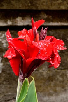 Closeup of a beautiful tropical flower in Bali, Indonesia