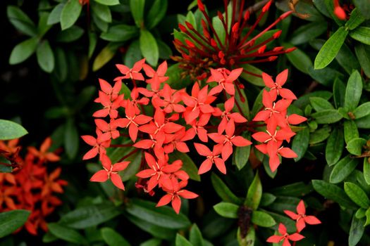 Closeup of a beautiful tropical flower in Bali, Indonesia