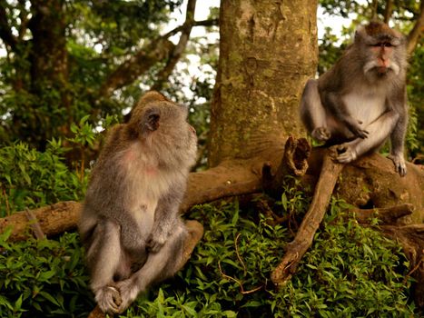 Two Java macaques sitting in the forest, Bali