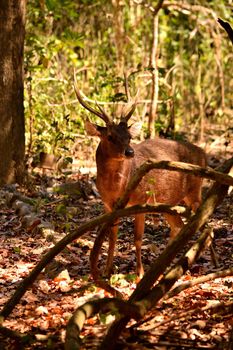 A timor deer in Komodo National Park, Indonesia