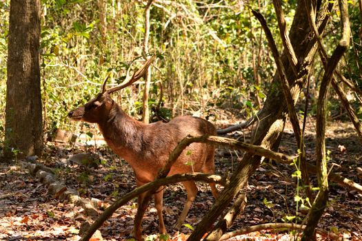 A timor deer in Komodo National Park, Indonesia