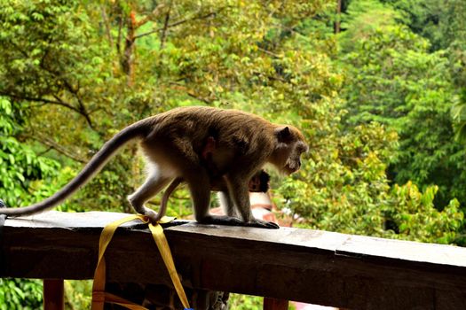 A long tailed macaque and its cub in Gunung Leuser National Park, Sumatra