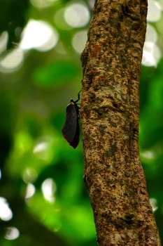 A beautiful planthopper in the jungle of Gunung Leuser National Park, Indonesia