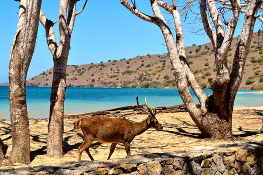 A timor deer in Komodo National Park, Indonesia