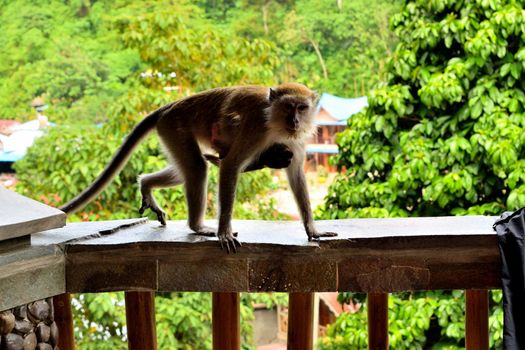 A long tailed macaque and its cub in Gunung Leuser National Park, Sumatra