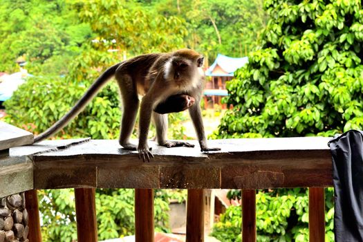 A long tailed macaque and its cub in Gunung Leuser National Park, Sumatra