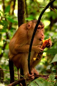 A macaque eating in the jungle of Gunung Leuser National Park, Indonesia