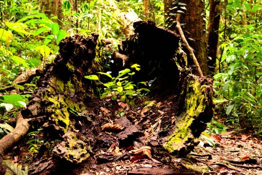 View of a huge hollow trunk in the jungle of Gunung Leuser National Park, Indonesia