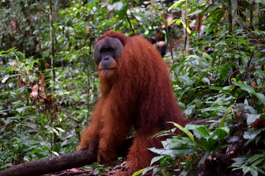 Sumatran Orangutans in Gunung Leuser National Park, Indonesia.