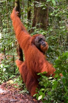 Sumatran Orangutans in Gunung Leuser National Park, Indonesia.