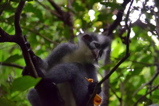 Thomas Leaf monkey in Gunung Leuser National Park, Indonesia