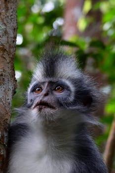 Thomas Leaf monkey in Gunung Leuser National Park, Indonesia