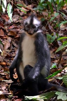 Thomas Leaf monkey in Gunung Leuser National Park, Indonesia