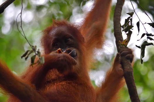 Sumatran Orangutans in Gunung Leuser National Park, Indonesia.