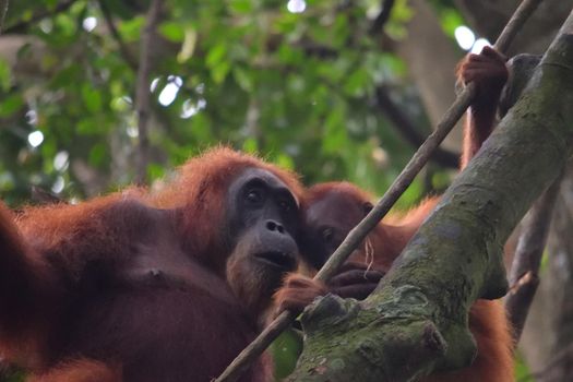 Sumatran Orangutans in Gunung Leuser National Park, Indonesia.