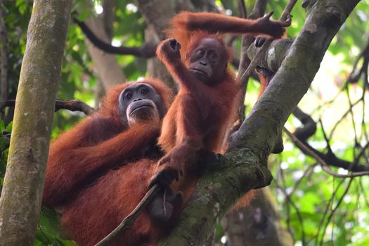 Sumatran Orangutans in Gunung Leuser National Park, Indonesia.