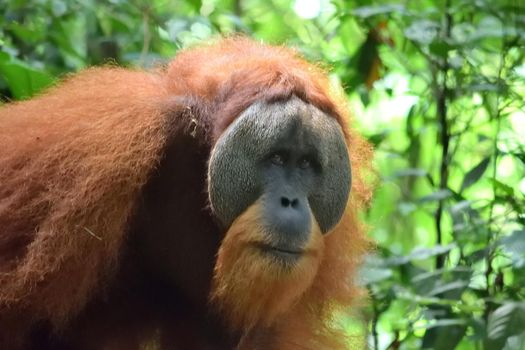Sumatran Orangutans in Gunung Leuser National Park, Indonesia.