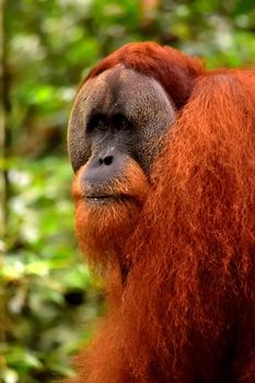 Sumatran orangutan male in the Gunung Leuser National Park, Indonesia
