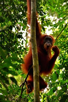 Sumatran orangutan female in the Gunung Leuser National Park, Indonesia